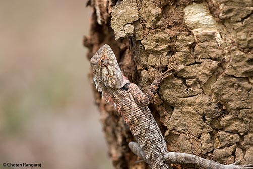 A Garden Lizard hunting for termites.