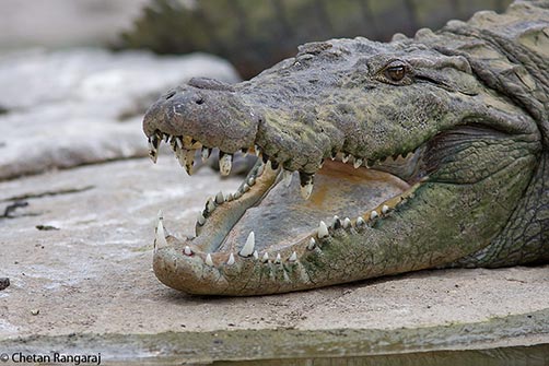A mugger or marsh crocodile <i>(Crocodylus palustris)</i> on the banks of the river Cauvery.