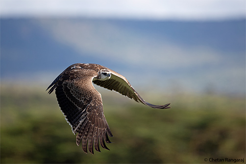A young Martial eagle on the wing.