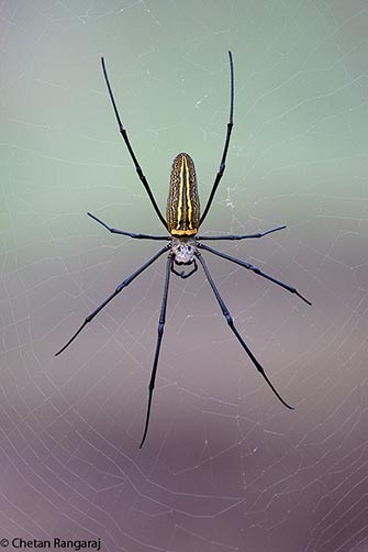 A Giant Wood Spider <i>(Nephila pilipes jalorensis)</i>.