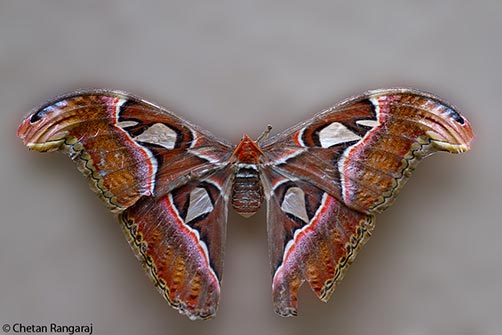 A large Atlas Moth <i>(Attacus atlas)</i>.