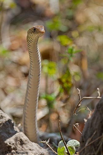 A rat snake standing tall on the lookout.