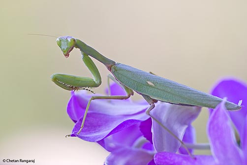 A praying mantis on an orchid.