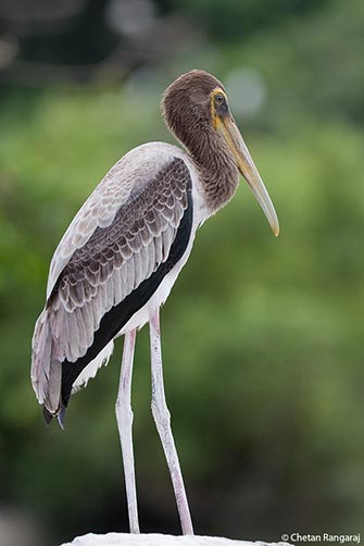 A juvenile Painted stork <i>(Mycteria leucocephala)</i> on the banks of the Cauvery.