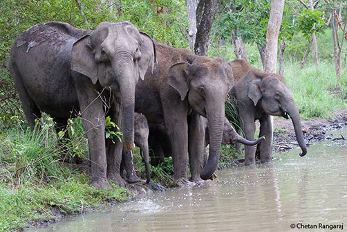 Indian Elephants <i>(Elephas maximus indicus)</i> at a waterhole.