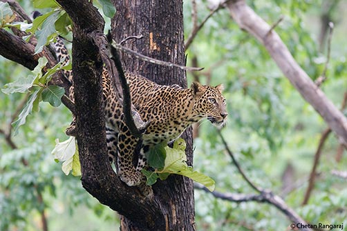 A female Asiatic Leopard <i>(Panthera pardus)</i> on the lookout.