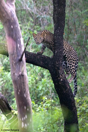 A curious Leopard cub <i>(Panthera pardus)</i> checking on us.
