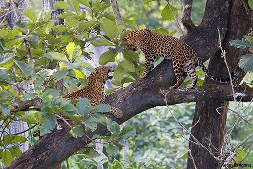 A male Asiatic Leopard <i>(Panthera pardus)</i> snarling at the female.