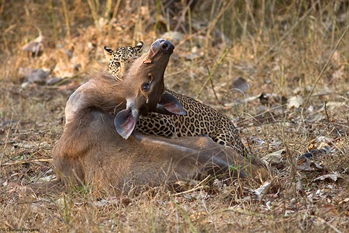 A Leopard <i>(Panthera pardus)</i> taking down a Sambar <i>(Cervus unicolor)</i> doe.