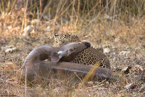 A Leopard <i>(Panthera pardus)</i> taking down a Sambar <i>(Cervus unicolor)</i> doe.