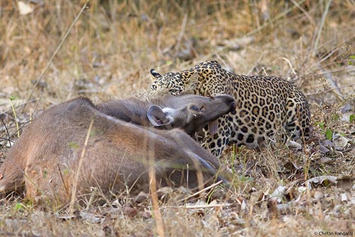A Leopard <i>(Panthera pardus)</i> attempting to drag away a fresh Sambar <i>(Cervus unicolor)</i> doe kill.