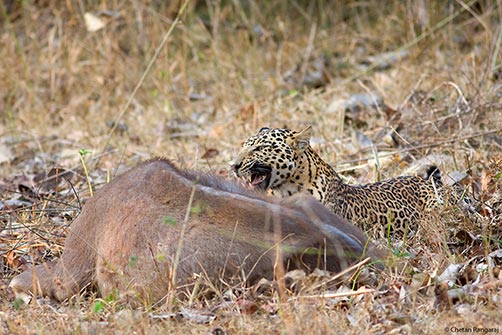 A Leopard <i>(Panthera pardus)</i> resting beside a fresh Sambar <i>(Cervus unicolor)</i> doe kill.