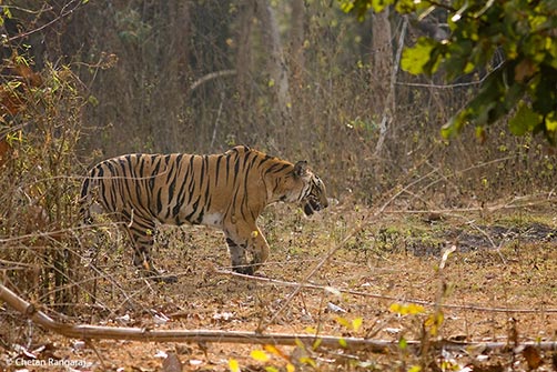A female Bengal Tiger <i>(Panthera tigris)</i> patrolling her territory at dawn.