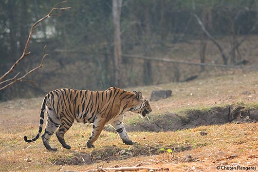 A female Bengal Tiger <i>(Panthera tigris)</i> patrolling her territory at dawn.