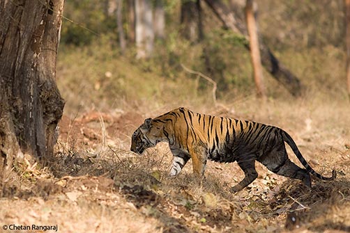 A female Bengal Tiger <i>(Panthera tigris)</i> walking back to her kill after cooling off.