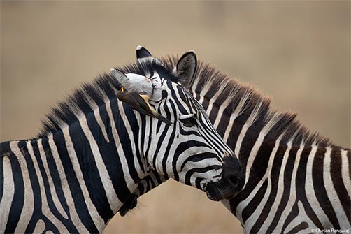 A pair of Plains Zebra with a Yellow-billed Oxpecker for company.
