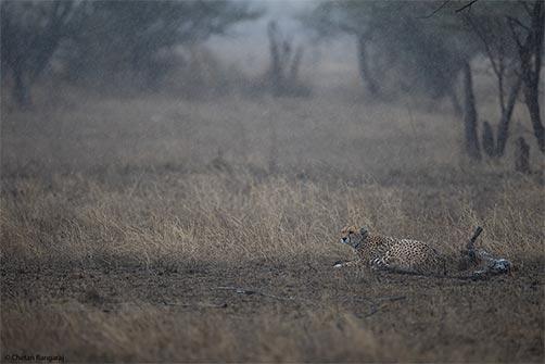 A cheetah in the rain.