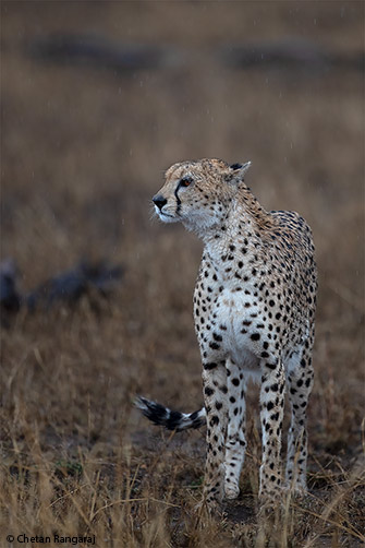 A cheetah standing in a light drizzle.