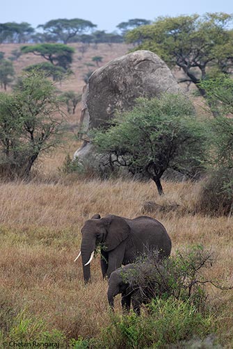 A pair of African elephants browsing.