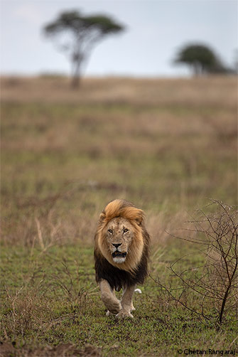 A big male Lion on the prowl.