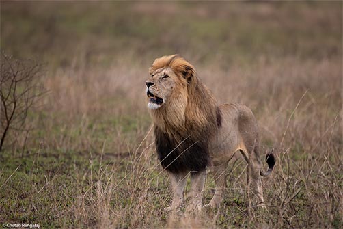 A big male lion surveying his territory.