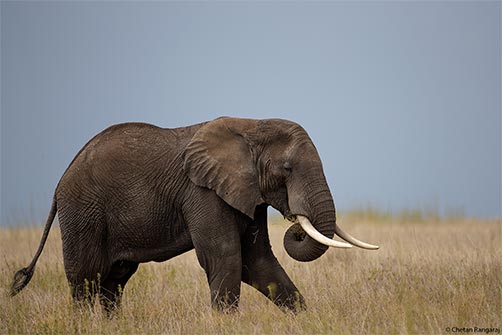 An African Elephant browsing on the plains.