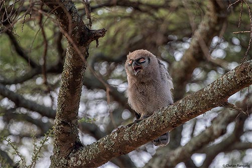 A young Verreaux's eagle-owl calling.