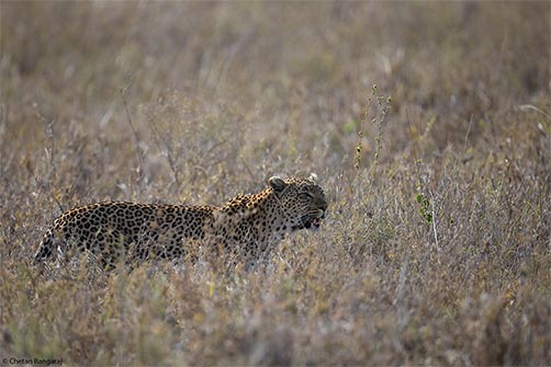 A Leopard on the prowl in the tall grass.