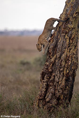A Leopard motoring down a tree.