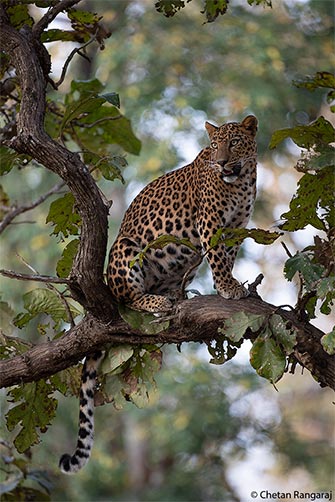 A young male leopard on the lookout.