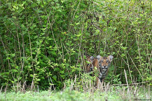 A Tigress and her cub.
