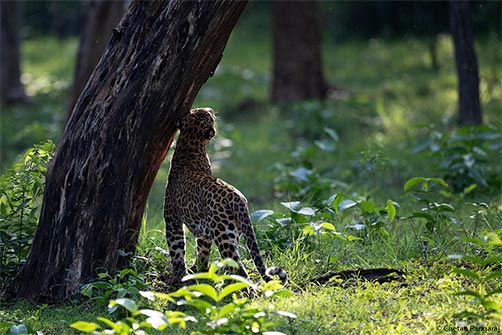 A Leopard checking his territory.
