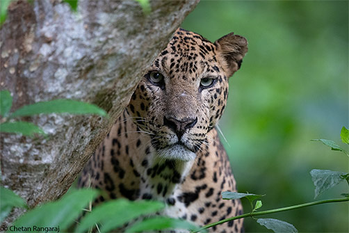 A Leopard's steely gaze.