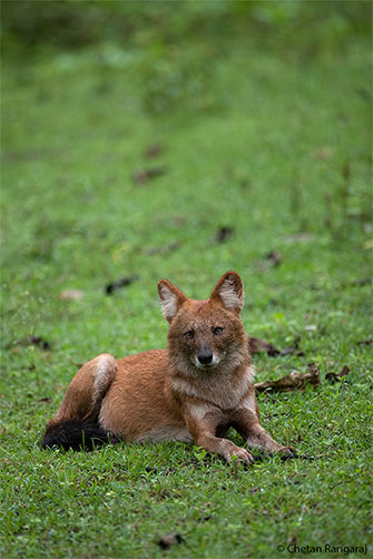 An alert Dhole or Indian Wild Dog.
