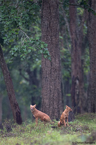 A pair of Dhole or Indian Wild Dogs.