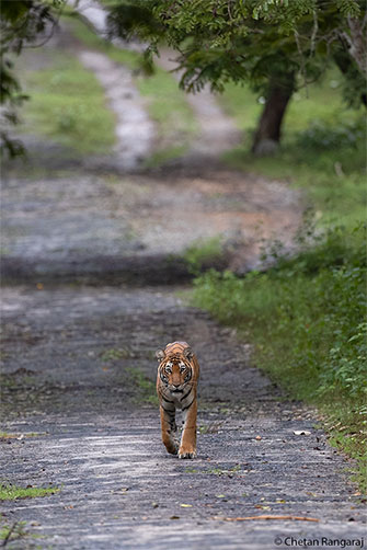 A Tigress walking up a disused road.