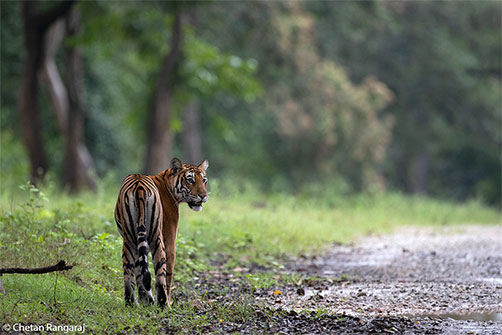 A Tigress scanning her surroundings.