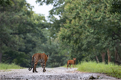 A Tigress walks towards a wary Dhole .