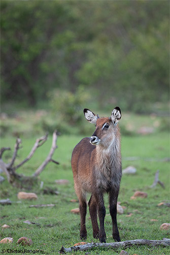 A young male waterbuck.