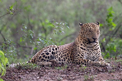 A male leopard <i>(Panthera pardus)</i> braces himself for a thunderstorm.