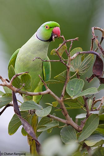 A Ringnecked Parakeet <i>(Psittacula kramen)</i> chewing on a twig.