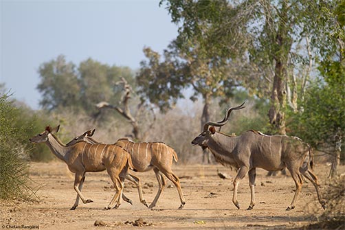A herd of Greater Kudu <i>(Tragelaphus strepsiceros)</i> on the move.
