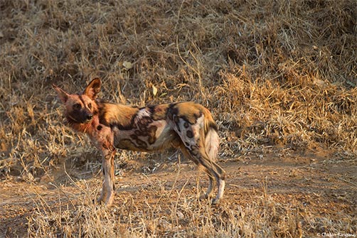An African wild dog <i>(Lycaon rictus)</i>.