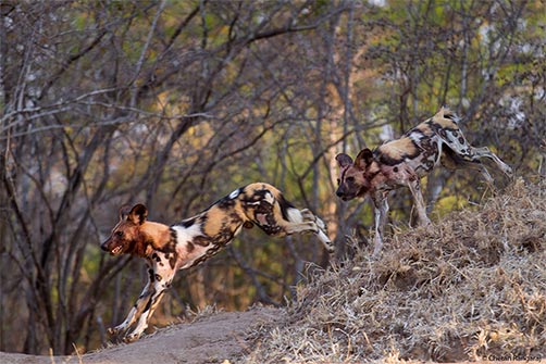 A pair of African painted dogs <i>(Lycaon rictus)</i> frolicking after an early morning meal.