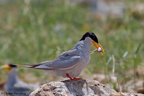 An Indian River Tern <i>(Sterna aurantia)</i> with a small fry in its beak.