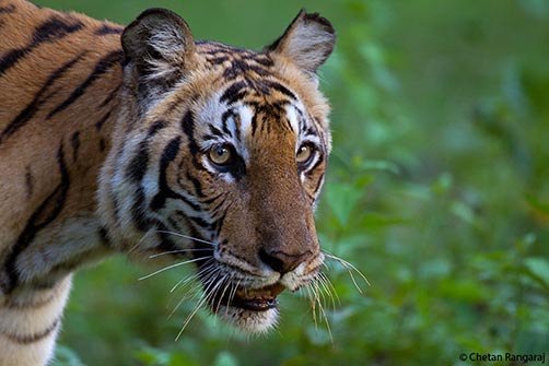 Portrait of a Bengal Tiger <i>(Panthera tigris)</i>.