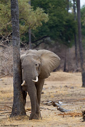 An African elephant <i>(Loxodonta africana)</i> attending to an itch.