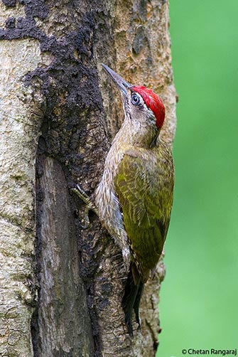 A male Streak-throated Woodpecker <i>(Picus xanthopygaeus)</i> looking for termites.