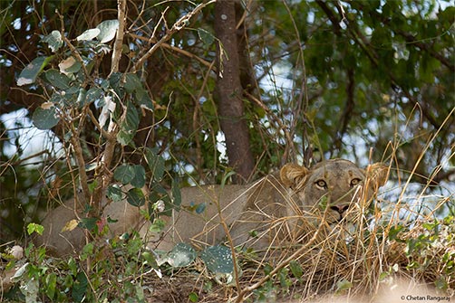 A lioness <i>(Panthera leo)</i> keeps an eye on us.