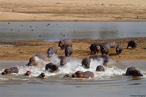 A pod of hippos rush into the Luangwa.